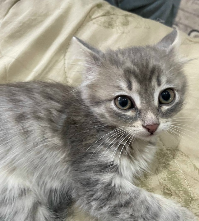 Потерялась кошка на улице Гогиберидзе, 6 месяцев, окрас...