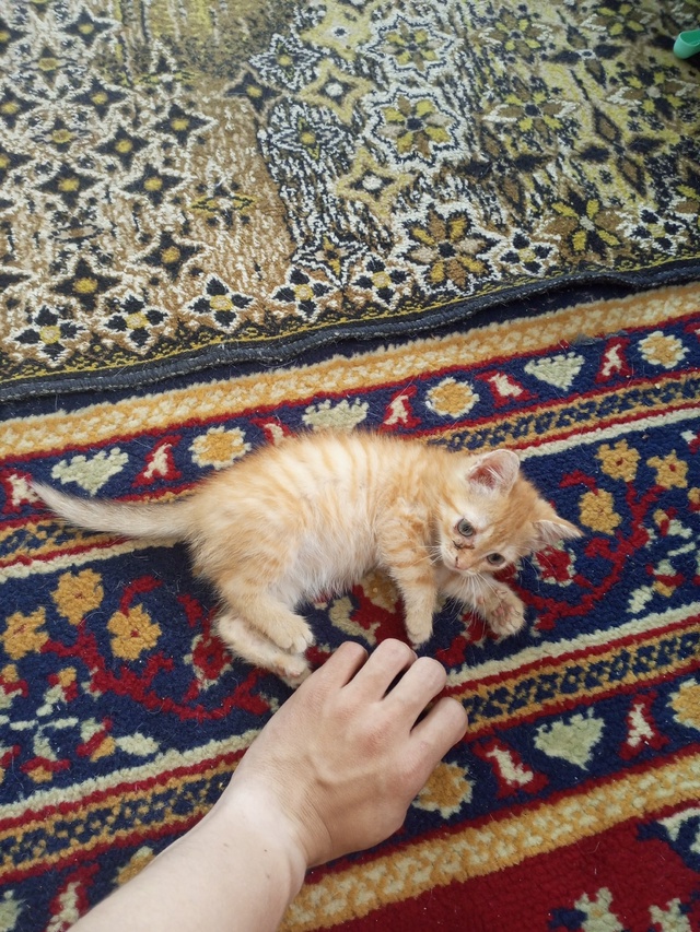 Потерялся кот и котенок маленький белый с разными глаз...