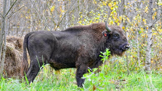 🐃🐃🐃Продолжается реализация восстановления популя?...