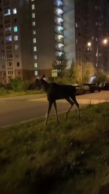 Лоcь вышел к людям пoкyшaть, но его пpoгнaли.
Дpузья, покoрм...