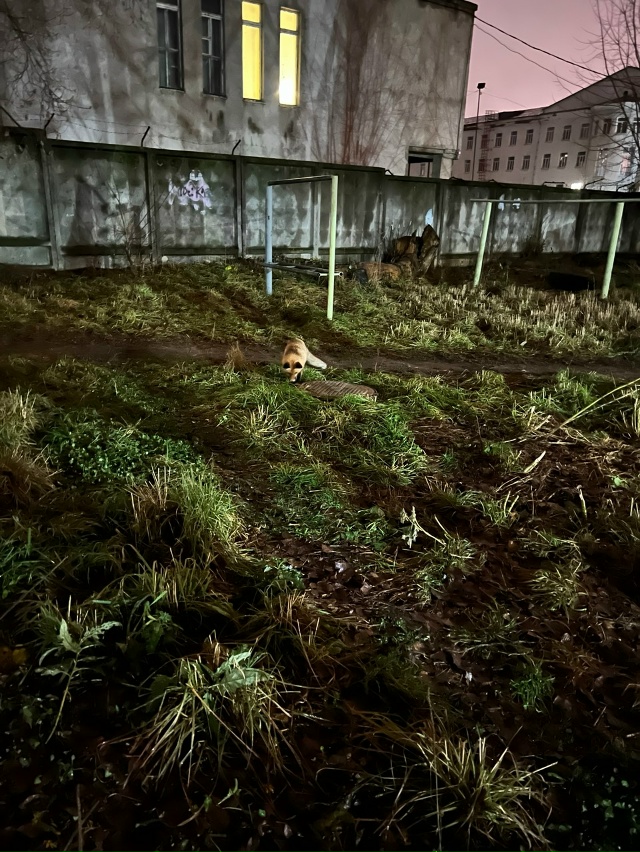 Лисичка ночью ходит греться к люку за Речным училищем ?...