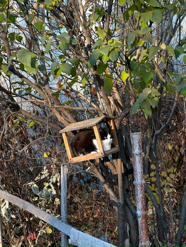 Коты в этом году рано прилетели
