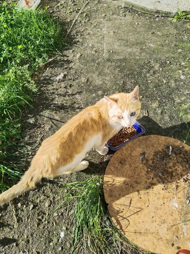 Брошен котик на резинотехнике, возьмите пожалуйста, ес...