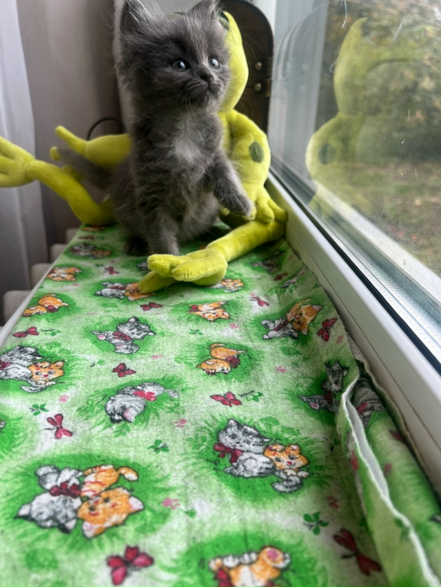 Котята в добрые руки! История у малышей следующая: 3 сен...