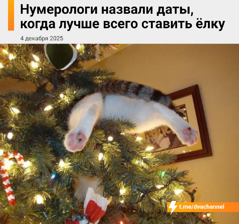 Если хотите стать богатым и успешным, лучше всего ставить ёлку 14, 15 или 18 декабря, рассказали нум