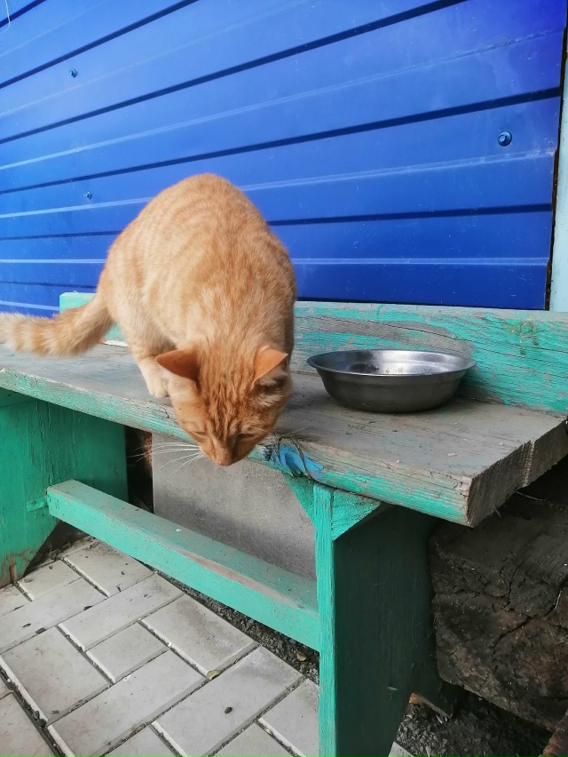 Чей котик? Приходит в сад на минватном. Кастрированный....