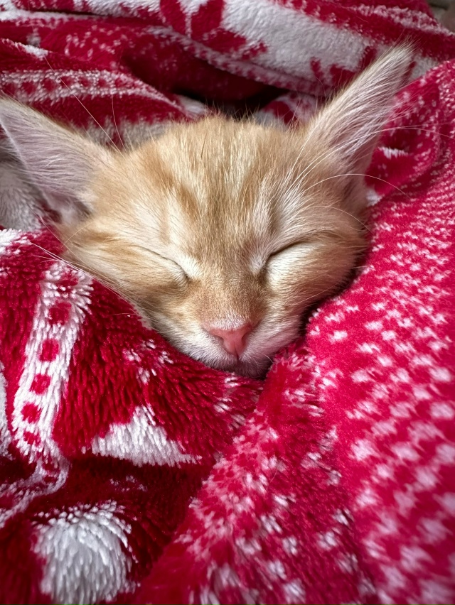 Сегодня в нашей семье появился ребенок🐈Наш Персик🧡??...