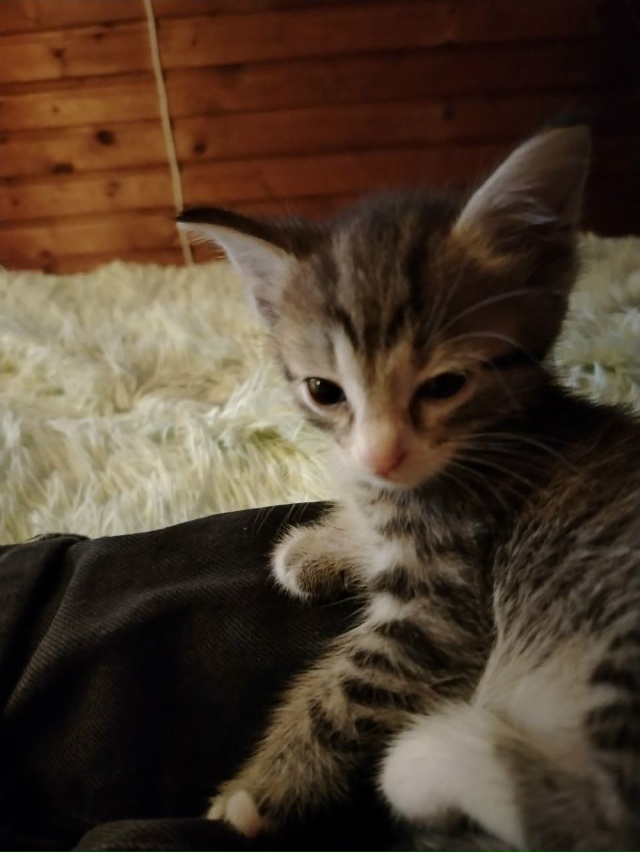 Отдам котят в хорошие руки.
1,5 месяца
Домашнии,чистые,л?...