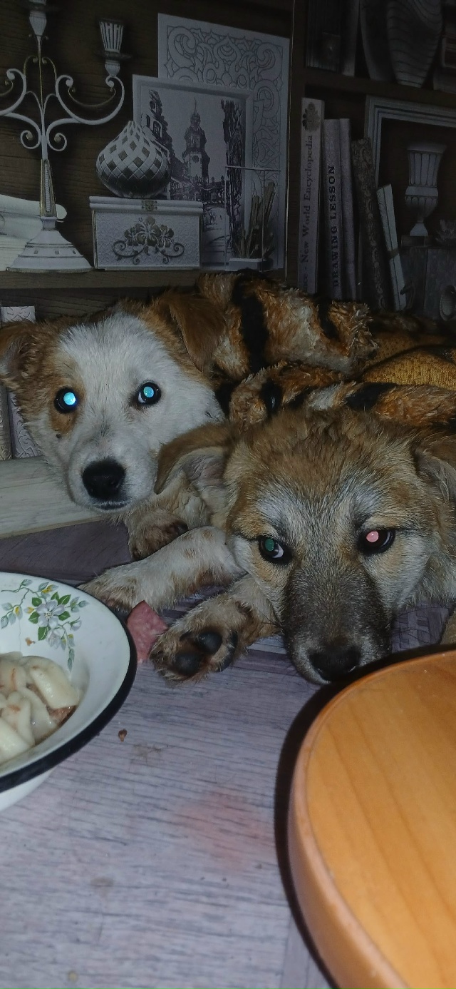 SOS:И опять у нас больная тема ! Люди,да сколько это може?...