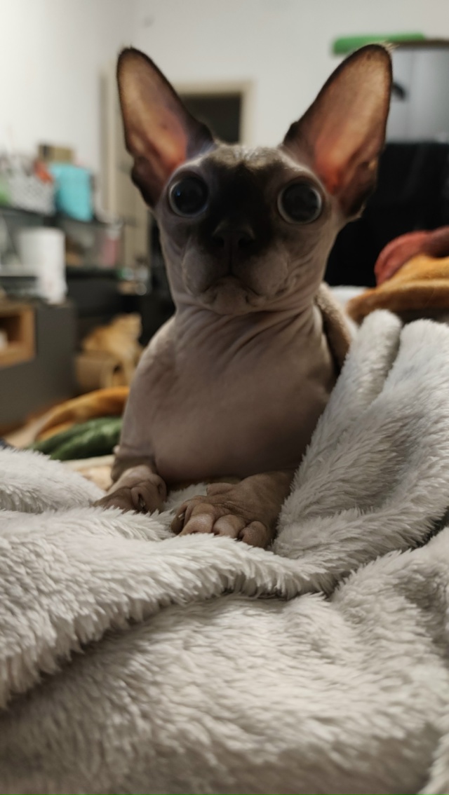 Копчёный нос Дементия в портретной съёмке 💓