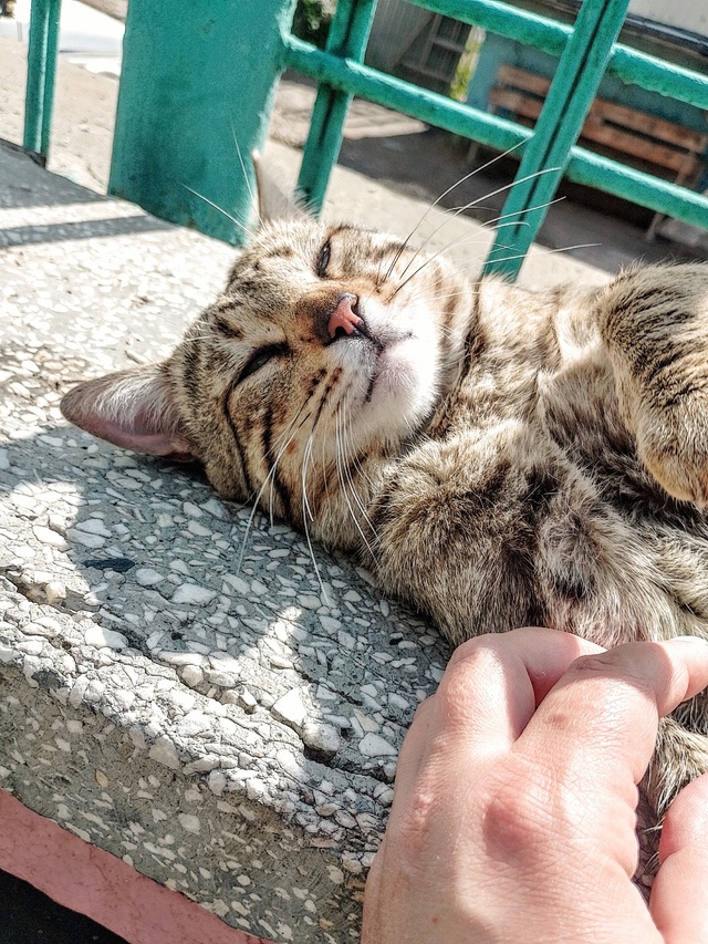 Красивейший кот, в крови которого явно есть бенгалы и, ?...