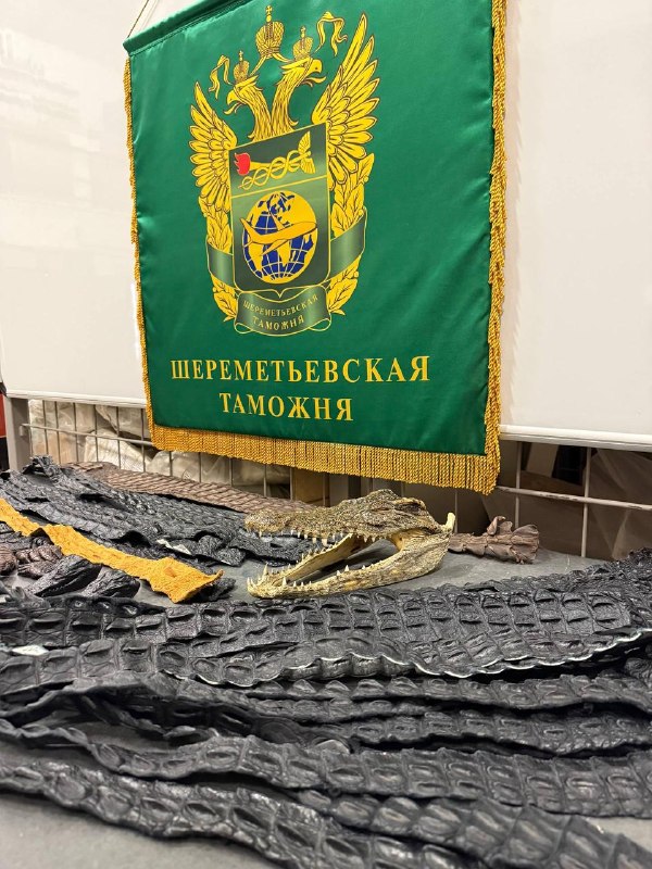 64 куска крокодилов нашли в чемодане у россиянина в Шереметьеве.
Таможенники обнаружили головы, ла