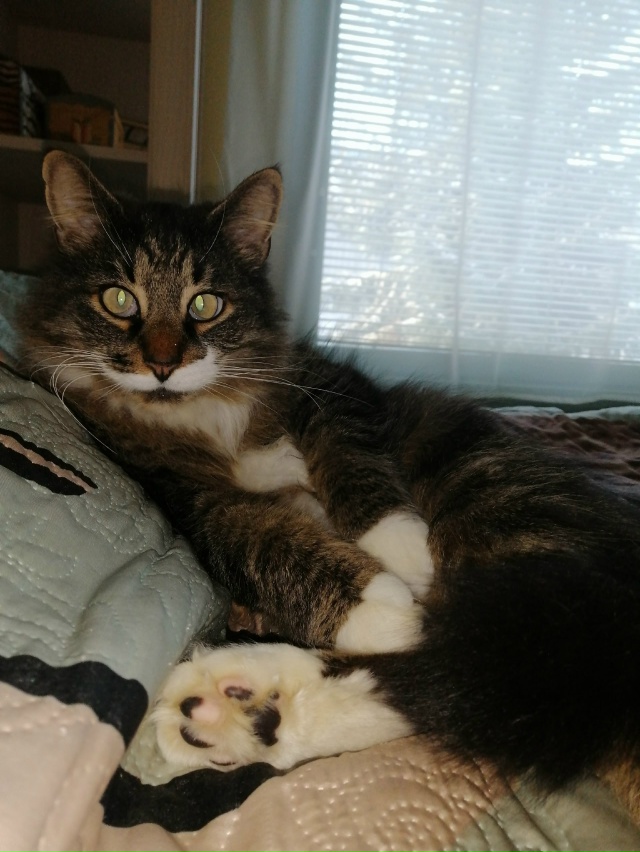 Мои любимые ребятушки!
Бесподобные котики и собачки!
?...