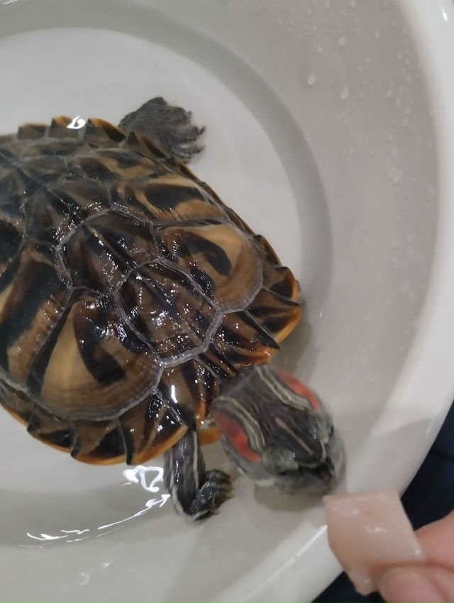 Отдам красноухую черепаху в добрые руки, вместе с аква?...