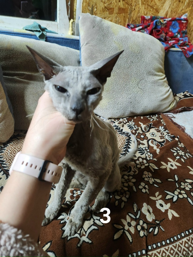 #ПотерялиНашлиПомогите
1 Город Луга, улица Ярославска...