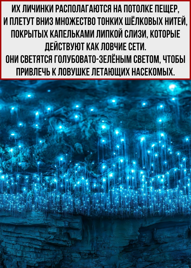 Единственные нормальные комары.