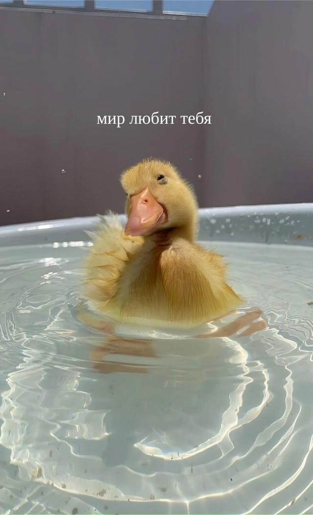 Прислушайся к уточке