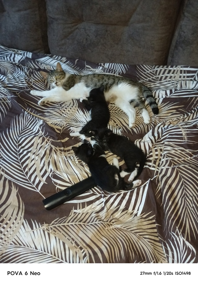 Отдам котят, бесплатно, в добрые руки.
