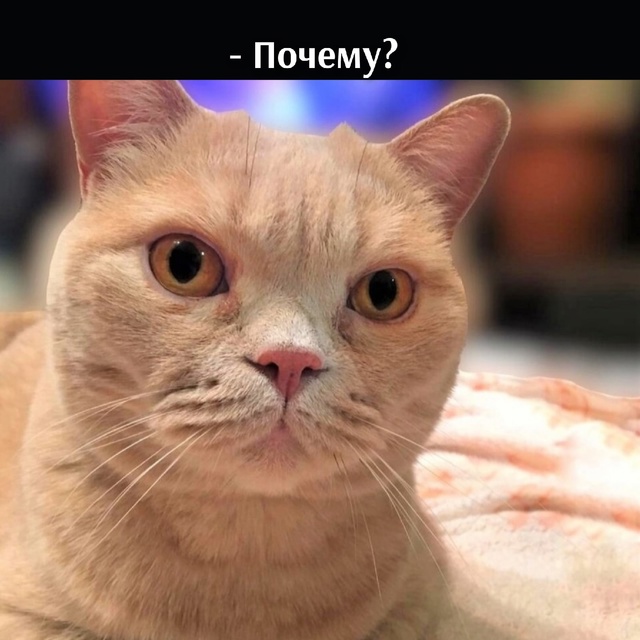 Потому что)))
