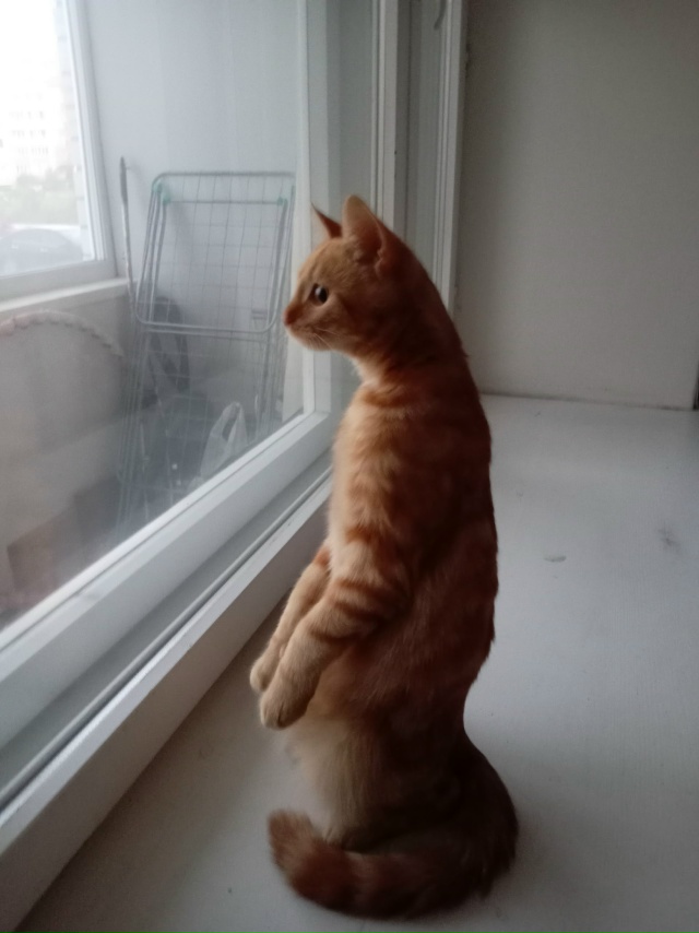 😸Рыжуля😻