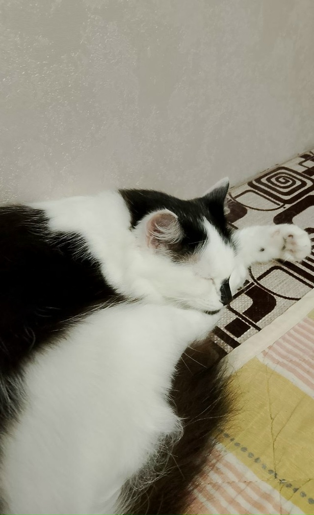 5 августа 2025 года пропала наша кошка Соня в СНТ 