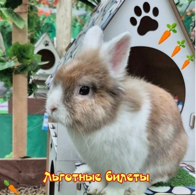 Воронеж, приглашаем посетить мимимишную и пушистую вы...