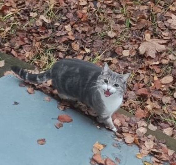 Может кто потерял? На ул. Свердлова под окнами бегает и ...