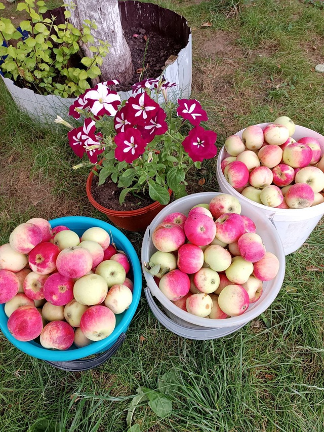 🍅 1000+ жителей города в чате Фермеры Садоводы Салавата....