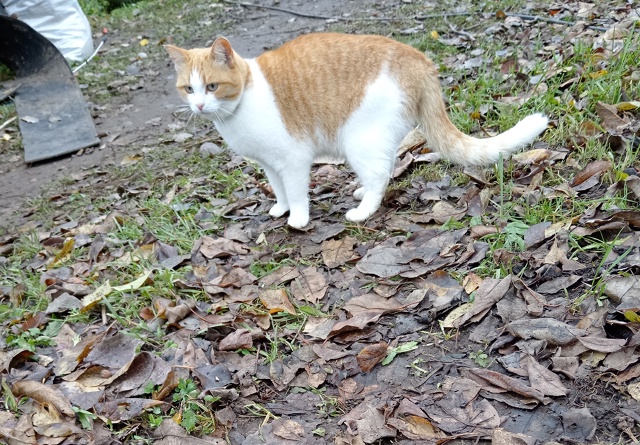 В Сидоровском у бывшей конторы около школьной останов?...