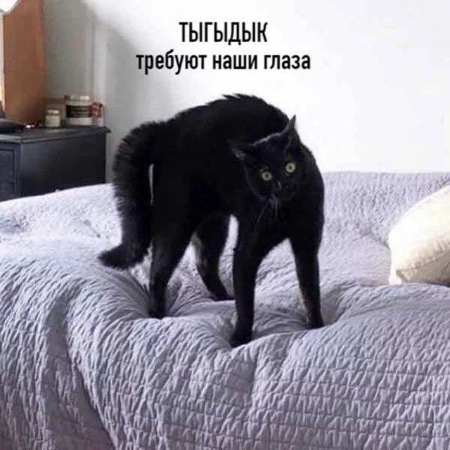 Цoй пo-котeйски (полная версия)