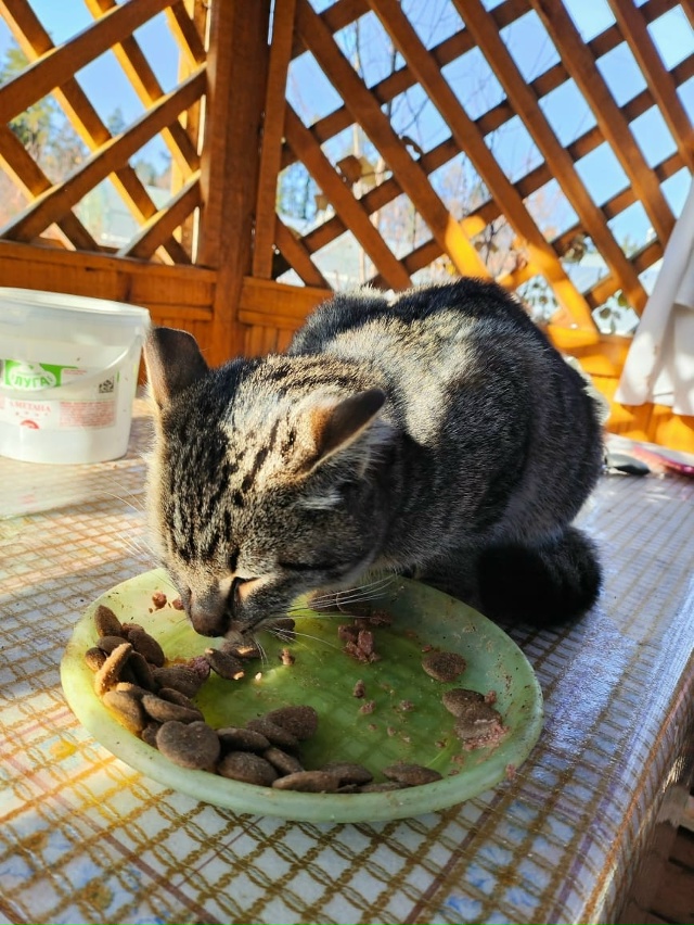 В садах №2 затерялся совсем молодой бедняга, может кто ...