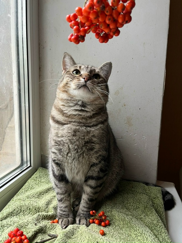 ТОМАС 💙
Барин Томас лежит и мурчит, когда человек к не...