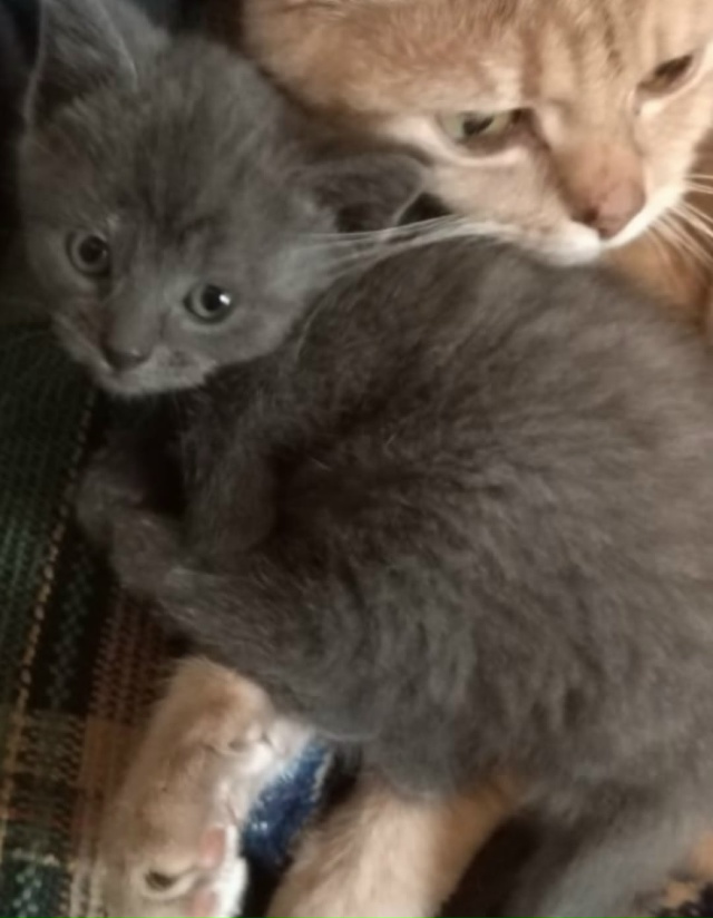 отдам котёнка, девочка родилась 20 августа.