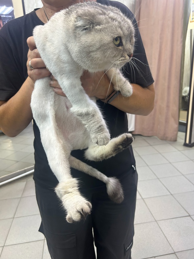 Срочно, нашли кота. Ухожен, подстрижен. Испуган.
Улица К...