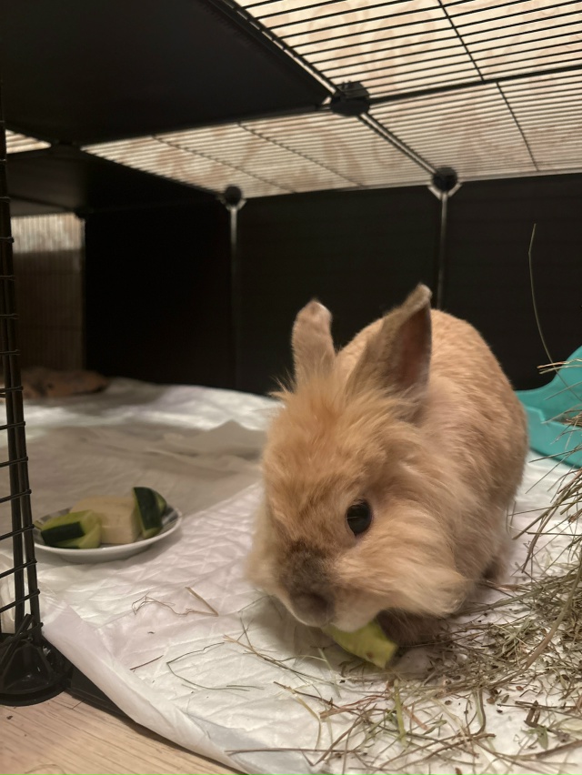 добрый день. отдам кролика мальчика в добрые руки. рано...