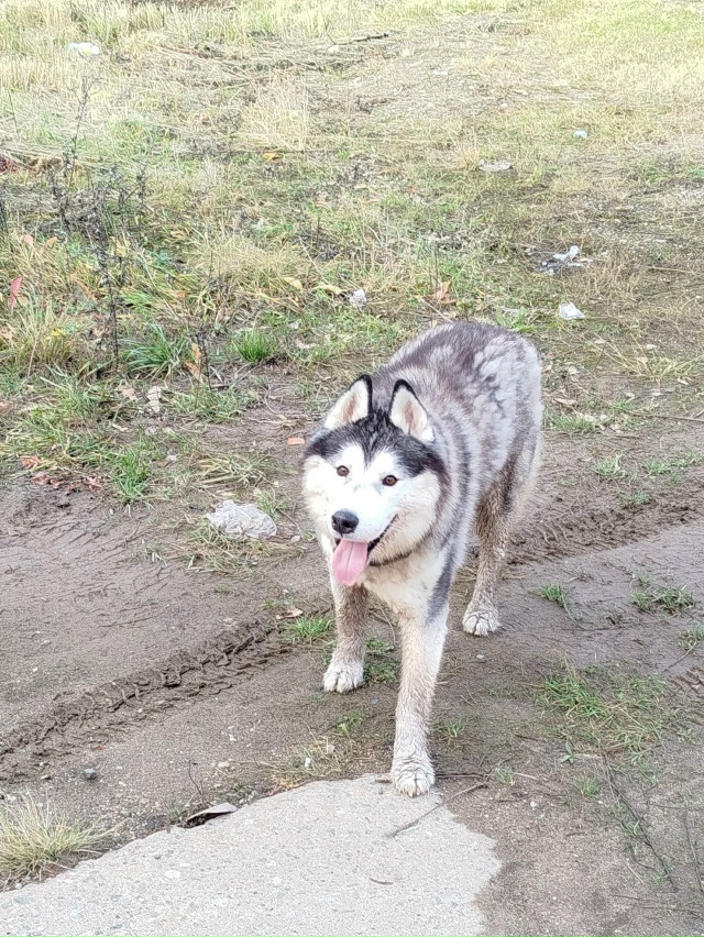 Чья красота бегает в гаражах в пмк,скулит