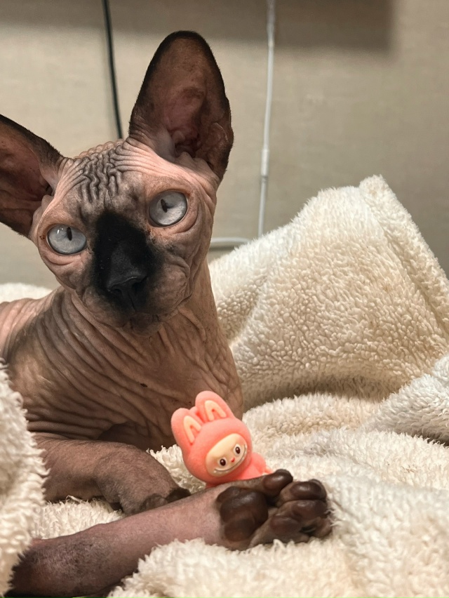 Любимый всратыш Рамзес