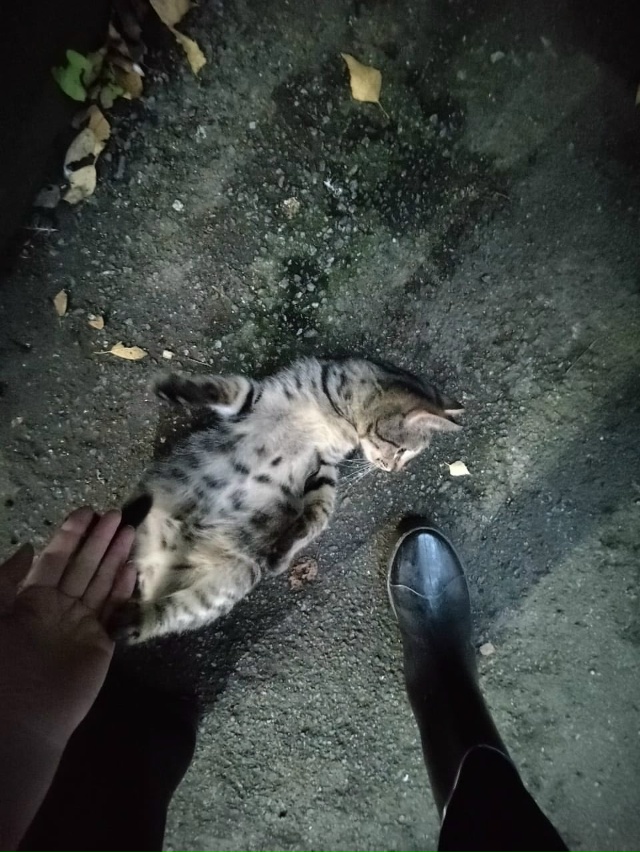 🆘Санкт-Петербург!🆘 СРОЧНО!🆘
Мальчик Гаврюша ищет до...