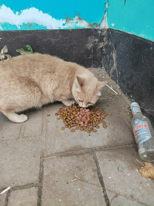 Чья кошечка плачет у Вайлдберриз на октябрьской 49?
Оче?...