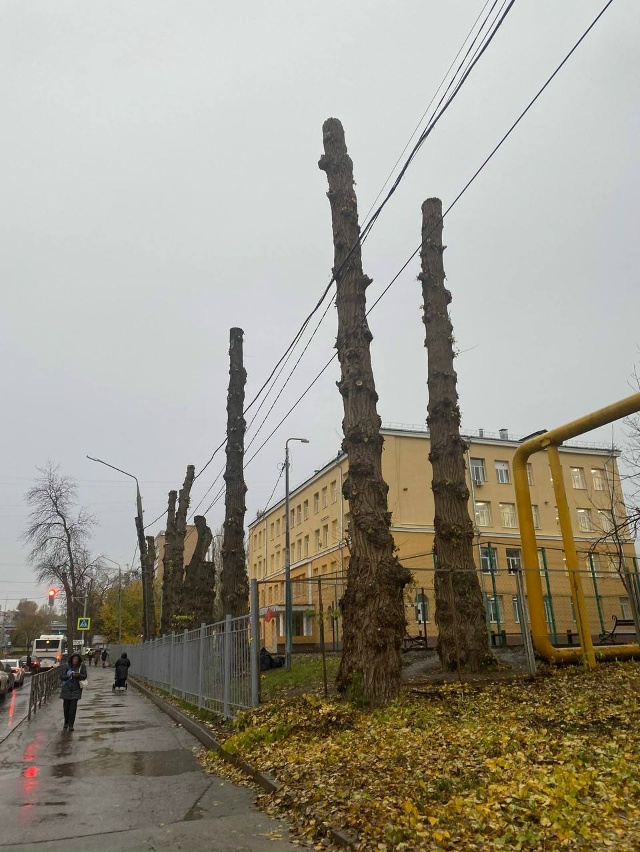 На улице Советской Армии возле школы №46 были деревья, ?...