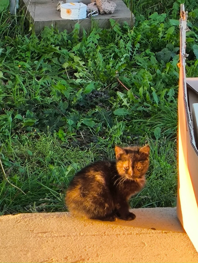 Добрый день, приблудились две кошечки, может кому нибу?...