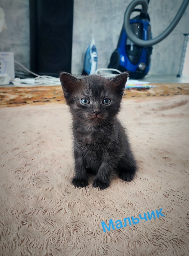 Отдам в добрые руки малышей!)))
Мальчики и девочки, рожд...