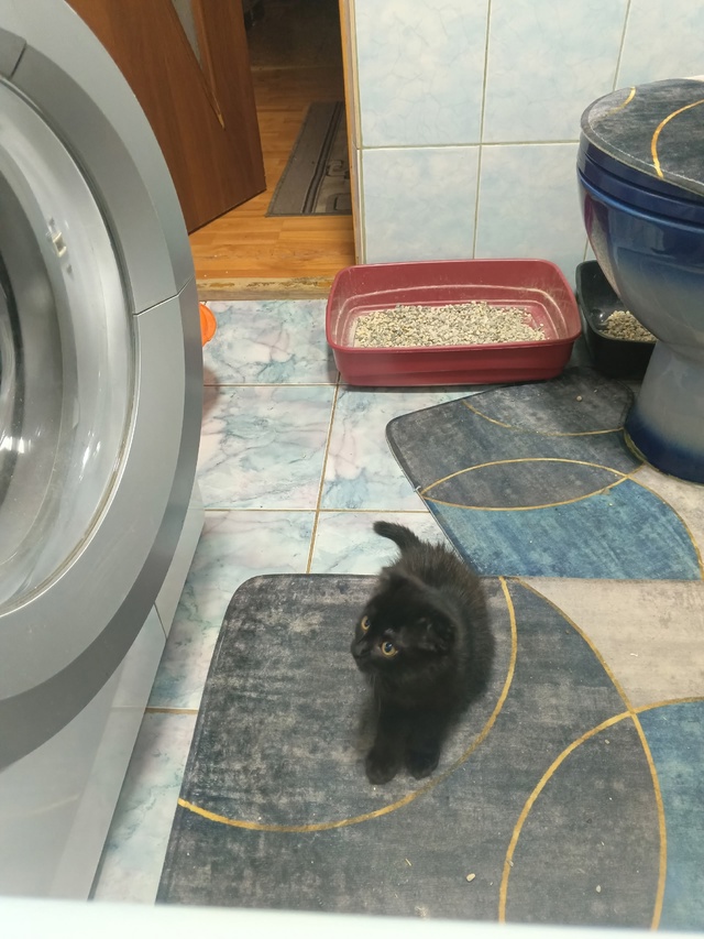 Пропал котёнок! 02.08.3025г. Выпал из окна. Девочка, кличка - ...