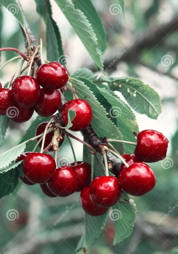 Анон. Продам вишню. тел:89328611268