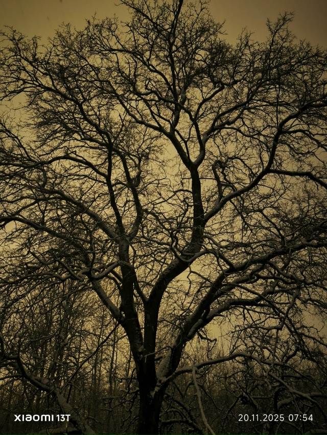 Кто узнает дереве, которому крупно повезло !????