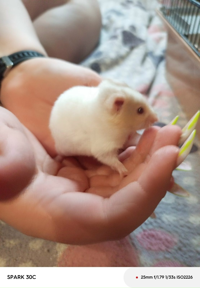 Отдам бесплатно хомячков в добрые руки. Остались 3 шт. С...