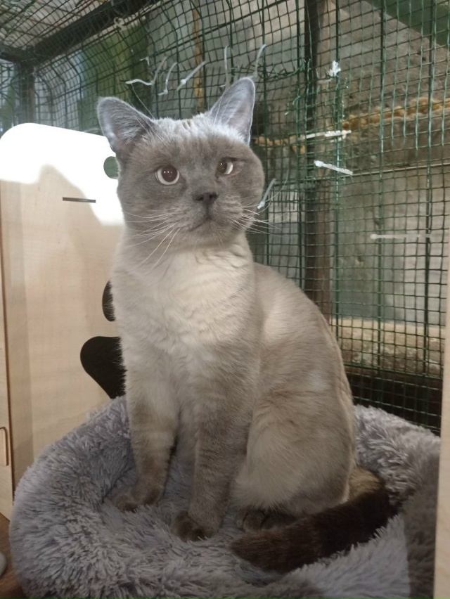 🐾✨ Веня ищет дом🐱
Вероятнее всего, он был выброшен ?...