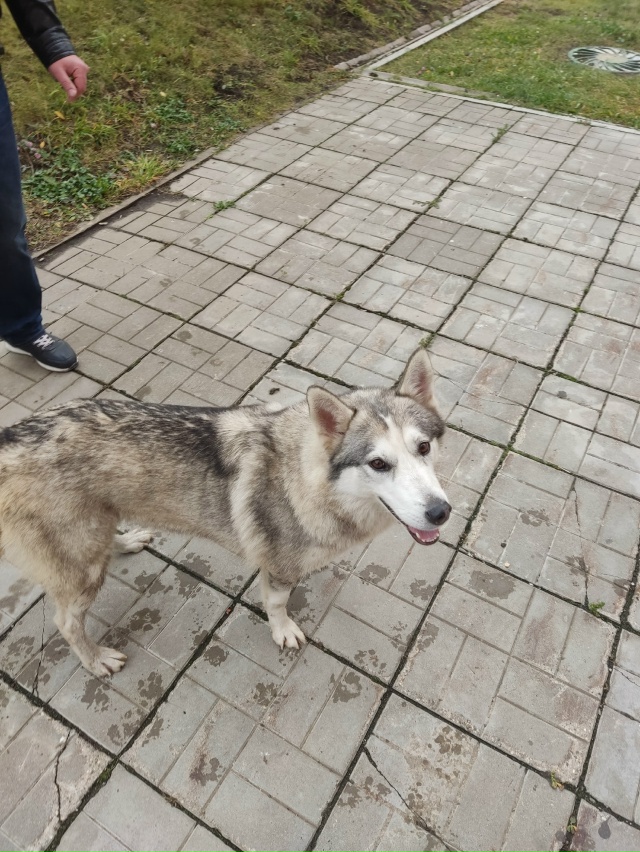 На Бережке дом 4 бегает хаски, примерно в 11 часов видели...