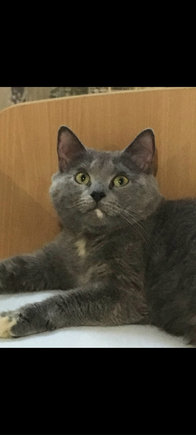 Пропала кошка по кличке Фиса во дворе по улице 60 лет ВЛ?...