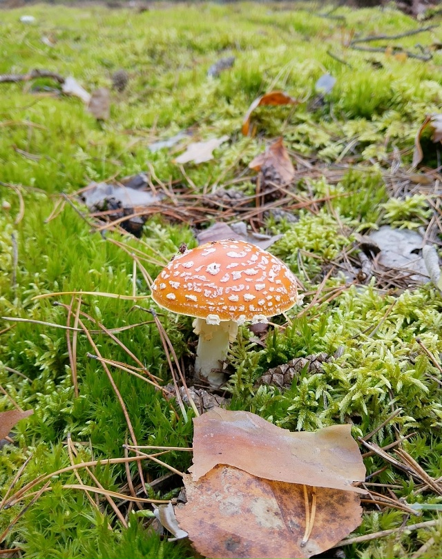 Осенний лес 🍂